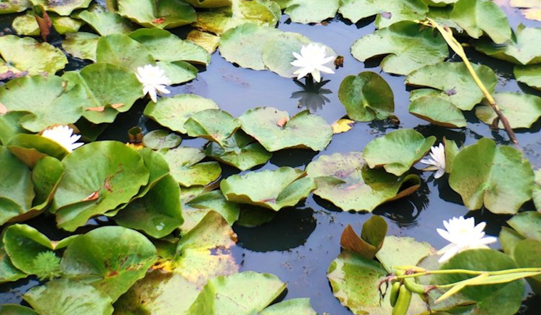 How to enjoy Earth Day in Washington