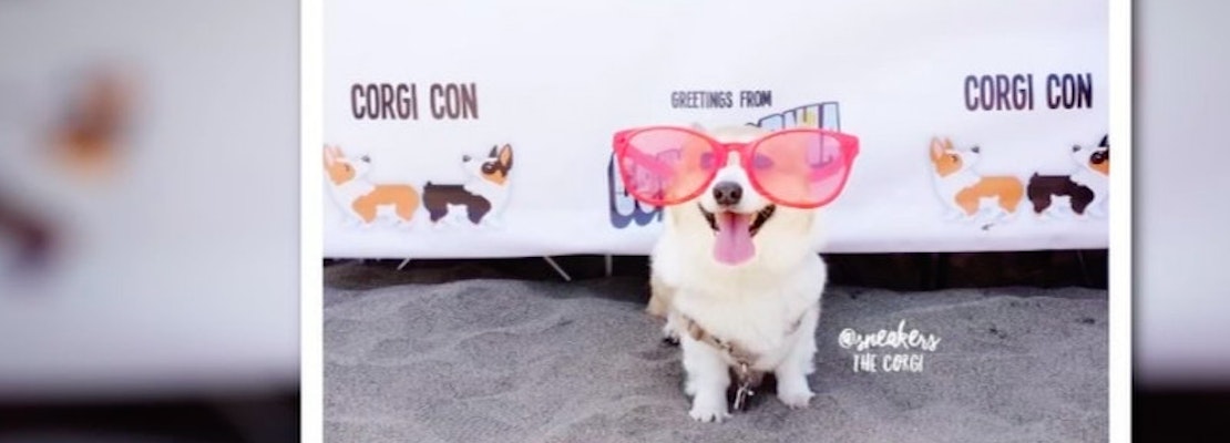 This Weekend: Beer Camp, Corgi Con Ice Cream Social, Labor History Through Dance