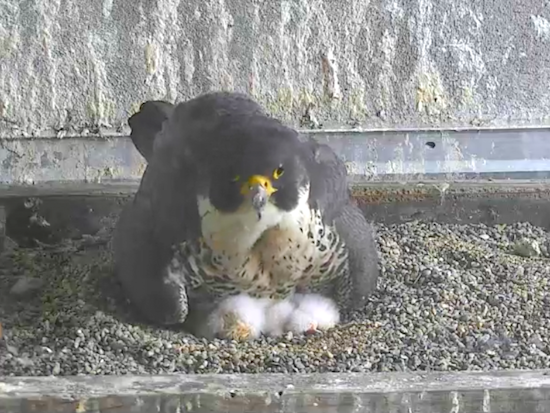 3 Falcon Chicks Hatch Atop PG&E's SoMa HQ