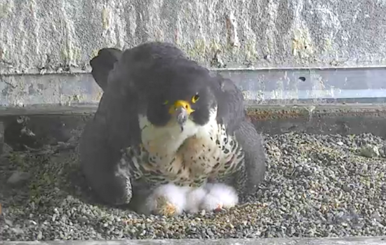 3 Falcon Chicks Hatch Atop PG&E's SoMa HQ