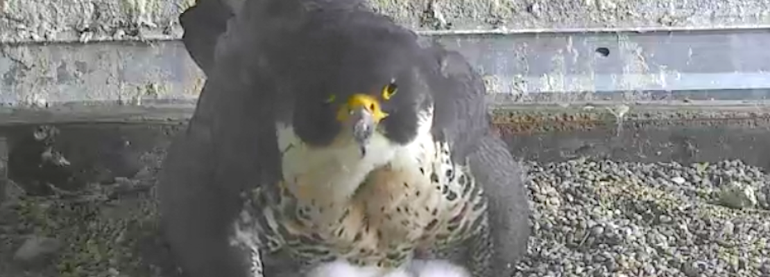 3 Falcon Chicks Hatch Atop PG&E's SoMa HQ