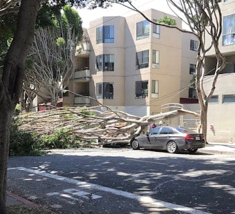 Blustery winds knock down several trees on Saturday, damaging power lines, parked cars