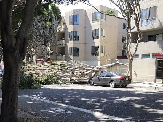 Blustery winds knock down several trees on Saturday, damaging power lines, parked cars