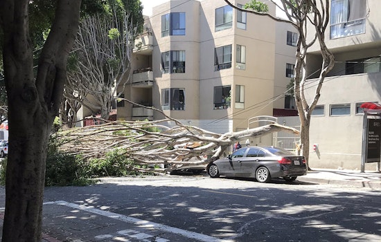 Blustery winds knock down several trees on Saturday, damaging power lines, parked cars