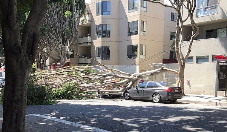 Blustery winds knock down several trees on Saturday, damaging power lines, parked cars