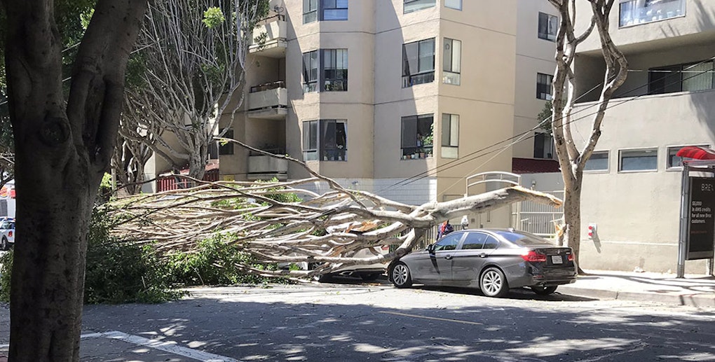 Blustery winds knock down several trees on Saturday, damaging power lines, parked cars