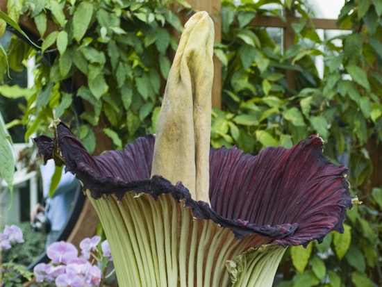 Conservatory's Corpse Flower Expected To Bloom This Week