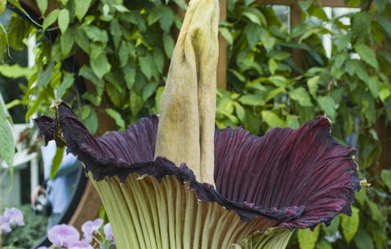 Conservatory's Corpse Flower Expected To Bloom This Week