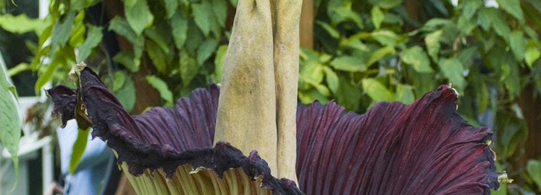 Conservatory's Corpse Flower Expected To Bloom This Week