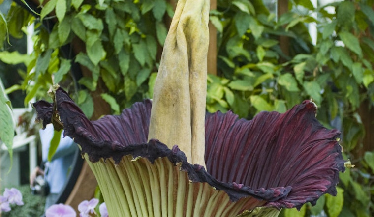 Conservatory's Corpse Flower Expected To Bloom This Week