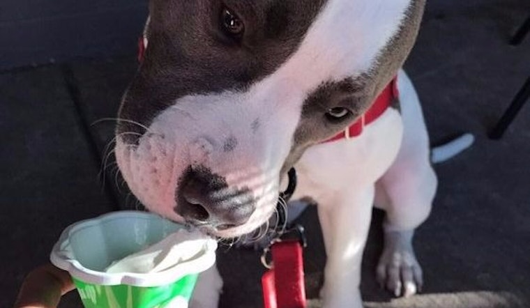 Score Gelato And More At East Village's New 'VinnyD's'