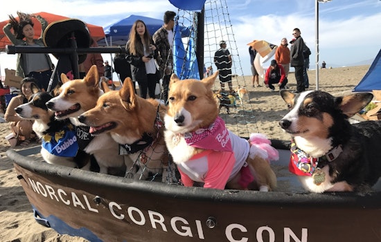 With Corgis and Costumes, Corgi Con Returns To Ocean Beach
