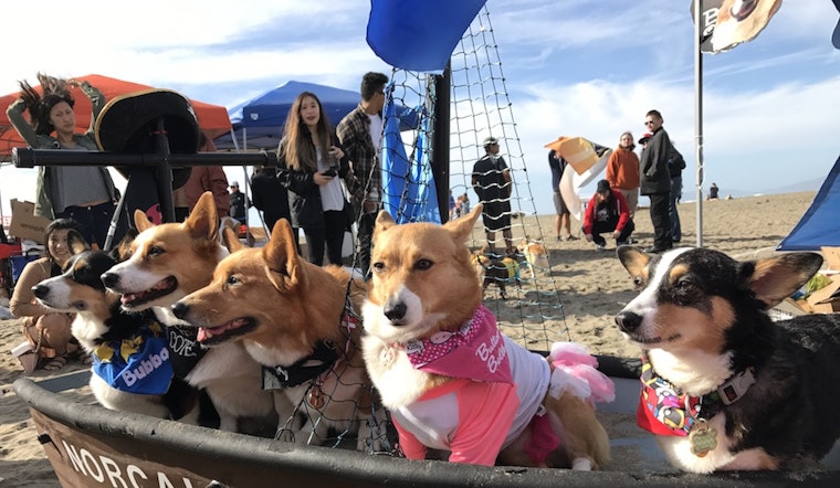 With Corgis and Costumes, Corgi Con Returns To Ocean Beach