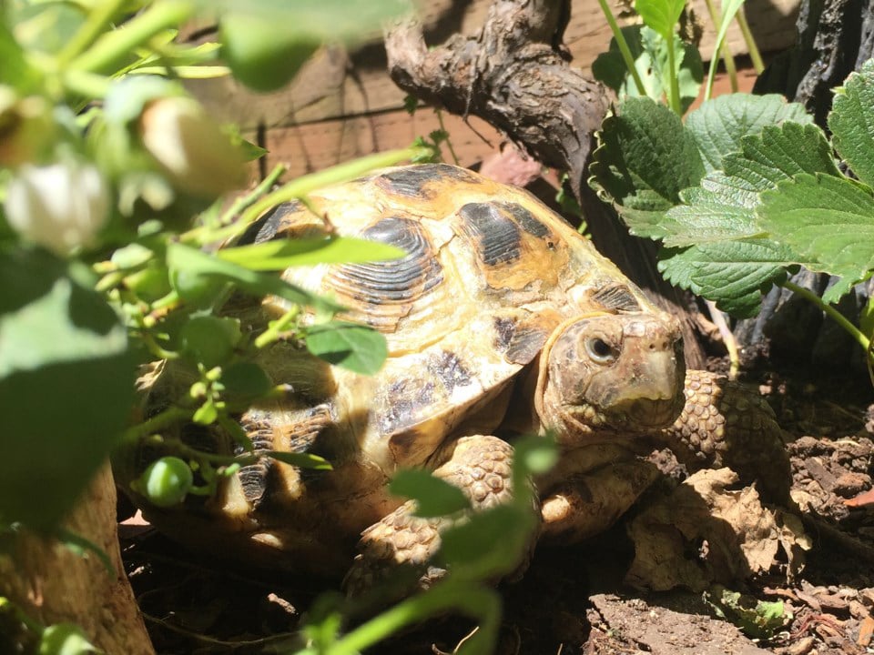 Some Neglected Animals From City's Nature Center Require Lifelong Care