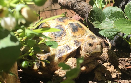 Some Neglected Animals From City's Nature Center Require Lifelong Care