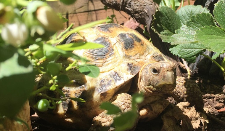 Some Neglected Animals From City's Nature Center Require Lifelong Care