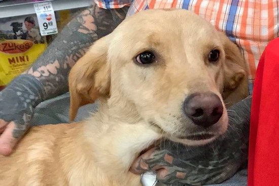 Seeking a forever home: 5 deserving dogs to adopt now in and around Albuquerque