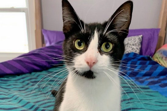 Seeking a forever home: 4 cute kitties to adopt now in and around Cleveland