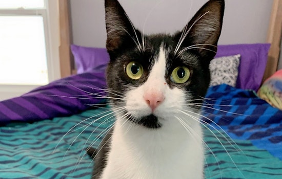 Seeking a forever home: 4 cute kitties to adopt now in and around Cleveland