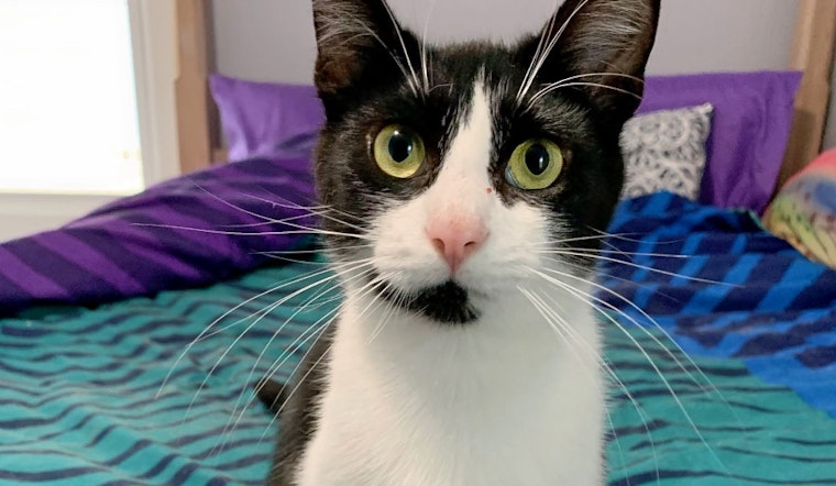Seeking a forever home: 4 cute kitties to adopt now in and around Cleveland