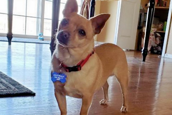 Seeking a forever home: 7 dogs to adopt now in and around Colorado Springs