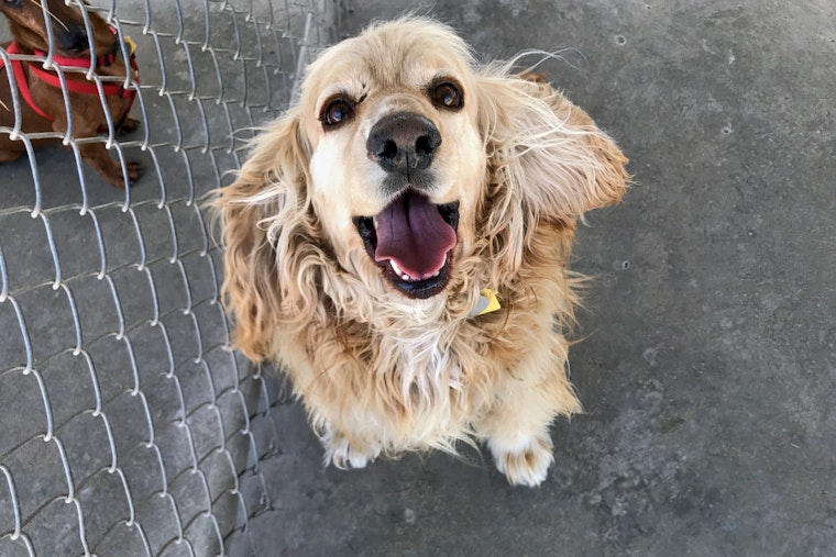 Seeking a forever home: 6 adorable dogs to adopt now in and around El Paso