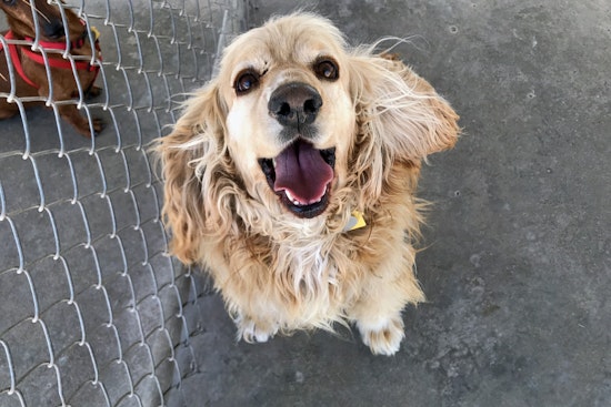 Seeking a forever home: 6 adorable dogs to adopt now in and around El Paso