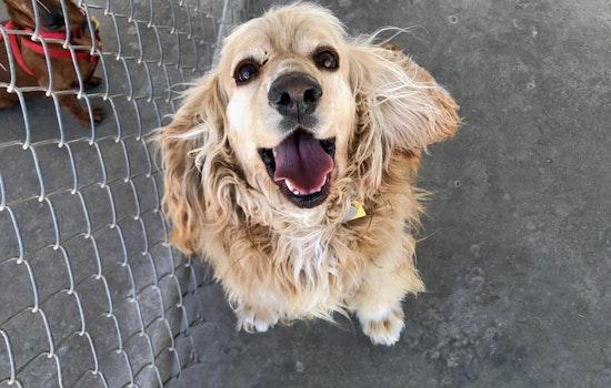 Seeking a forever home: 6 adorable dogs to adopt now in and around El Paso