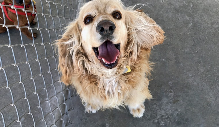 Seeking a forever home: 6 adorable dogs to adopt now in and around El Paso