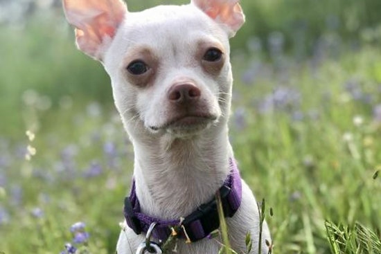 Seeking a forever home: 7 adorable dogs to adopt now in and around Fresno