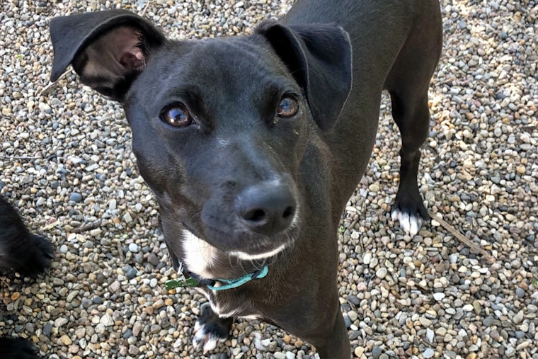 Seeking a forever home: 7 lovable pups to adopt now in and around Kansas City