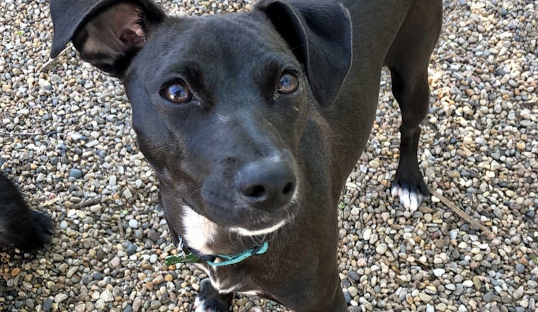 Seeking a forever home: 7 lovable pups to adopt now in and around Kansas City