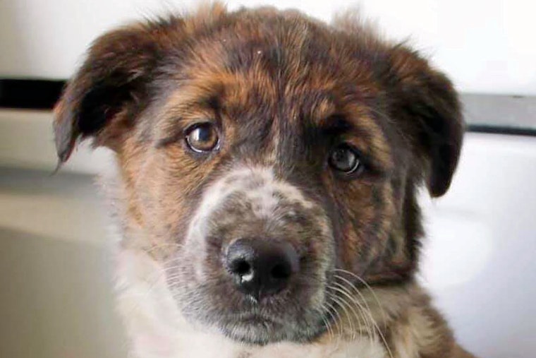 Seeking a forever home: 6 adorable puppies to adopt now in and around Memphis