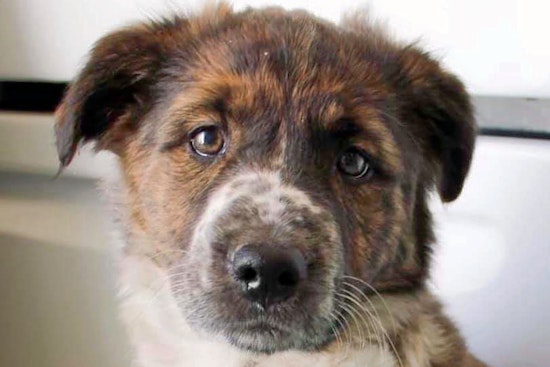 Seeking a forever home: 6 adorable puppies to adopt now in and around Memphis