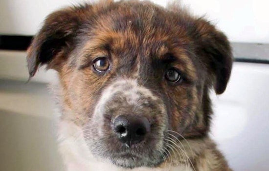 Seeking a forever home: 6 adorable puppies to adopt now in and around Memphis