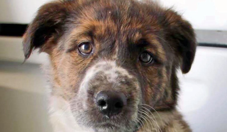 Seeking a forever home: 6 adorable puppies to adopt now in and around Memphis