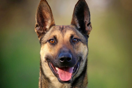 Seeking a forever home: 6 cuddly canines to adopt now in and around Nashville