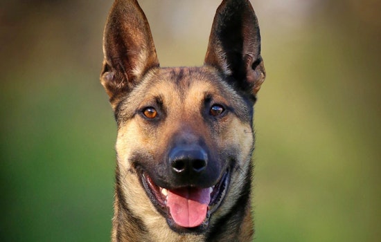Seeking a forever home: 6 cuddly canines to adopt now in and around Nashville