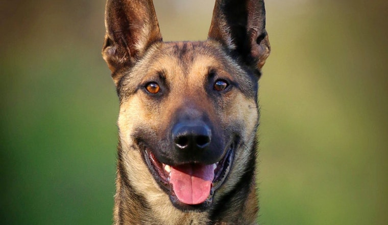 Seeking a forever home: 6 cuddly canines to adopt now in and around Nashville