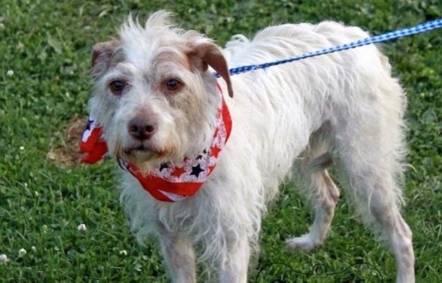 Seeking a forever home: 7 lovable pups to adopt now in and around Louisville