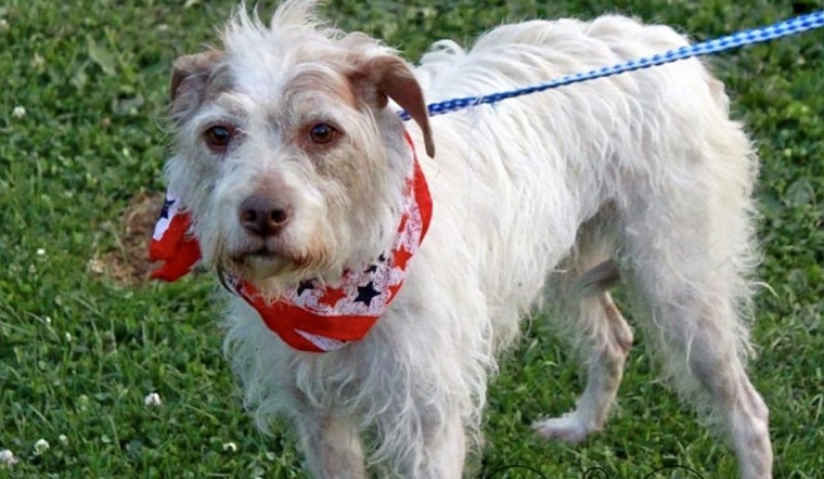 Seeking a forever home: 7 lovable pups to adopt now in and around Louisville
