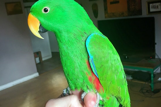 Seeking a forever home: 6 pretty parrots to adopt now in Tucson