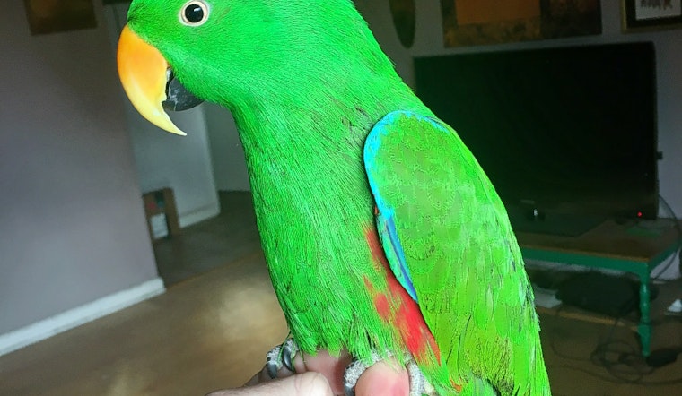 Seeking a forever home: 6 pretty parrots to adopt now in Tucson
