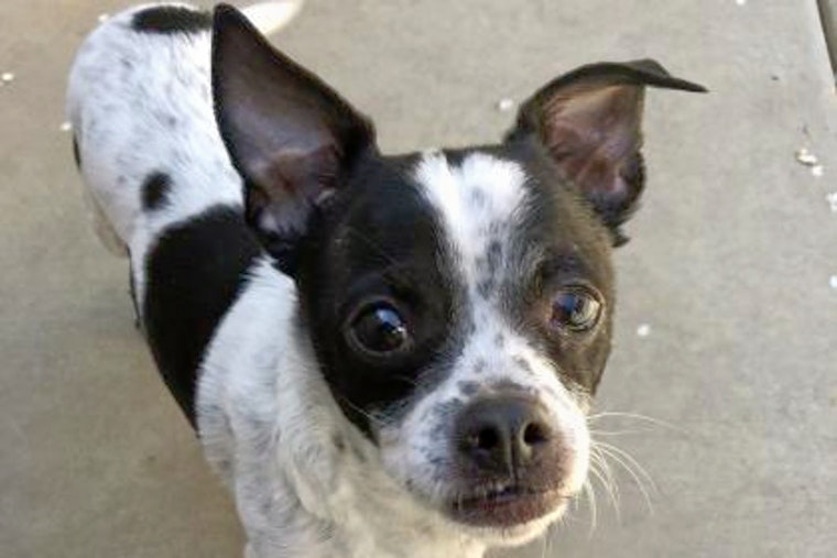 Daily dose of cute: 7 delightful doggies to adopt now in and around Sacramento