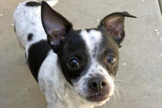 Daily dose of cute: 7 delightful doggies to adopt now in and around Sacramento