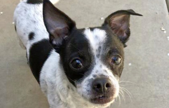 Daily dose of cute: 7 delightful doggies to adopt now in and around Sacramento