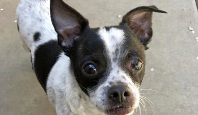 Daily dose of cute: 7 delightful doggies to adopt now in and around Sacramento