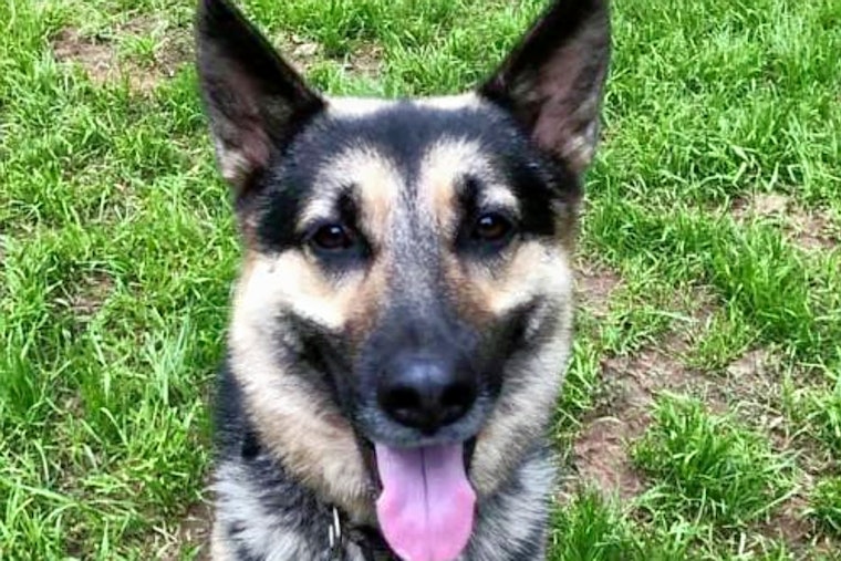 Seeking a forever home: 5 lovable pups to adopt now in and around Raleigh