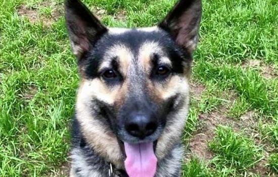 Seeking a forever home: 5 lovable pups to adopt now in and around Raleigh
