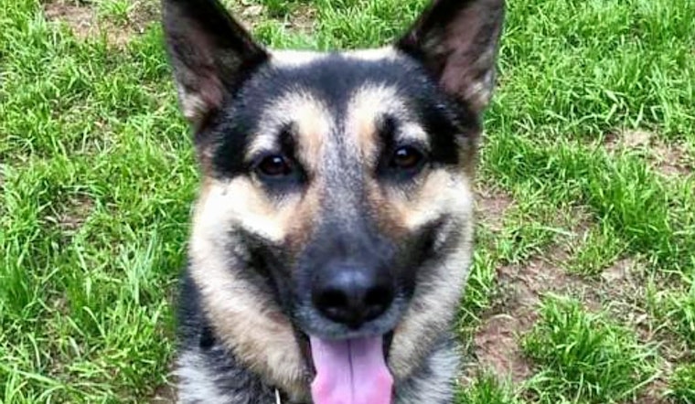 Seeking a forever home: 5 lovable pups to adopt now in and around Raleigh